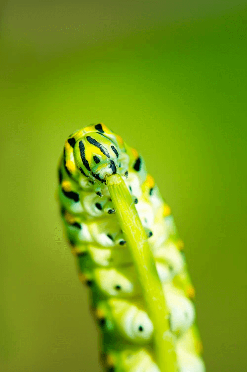  Types of Green Caterpillars: Unusual Facts About The Creatures