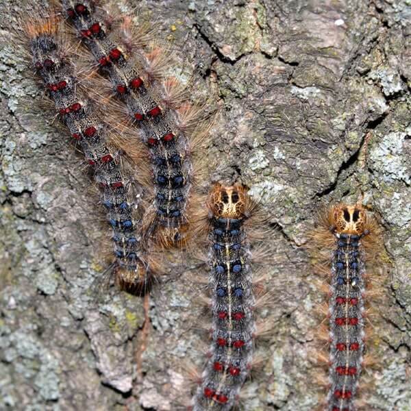 European Gypsy Caterpillar