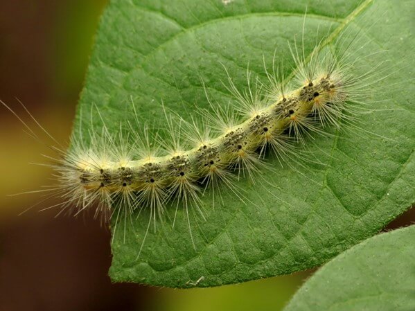 Fall Webworm