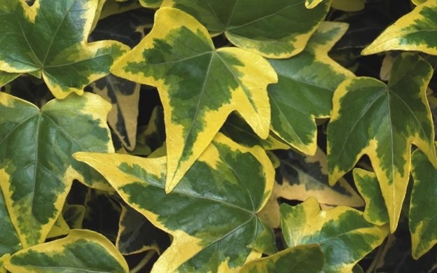 Gold child Outdoor Ivy Plants (variety of English ivy)