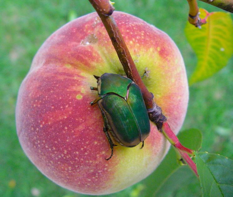 Green June Beetles