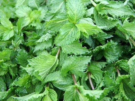Grow Peppermint, A Bee Repellent Around Your Porch
