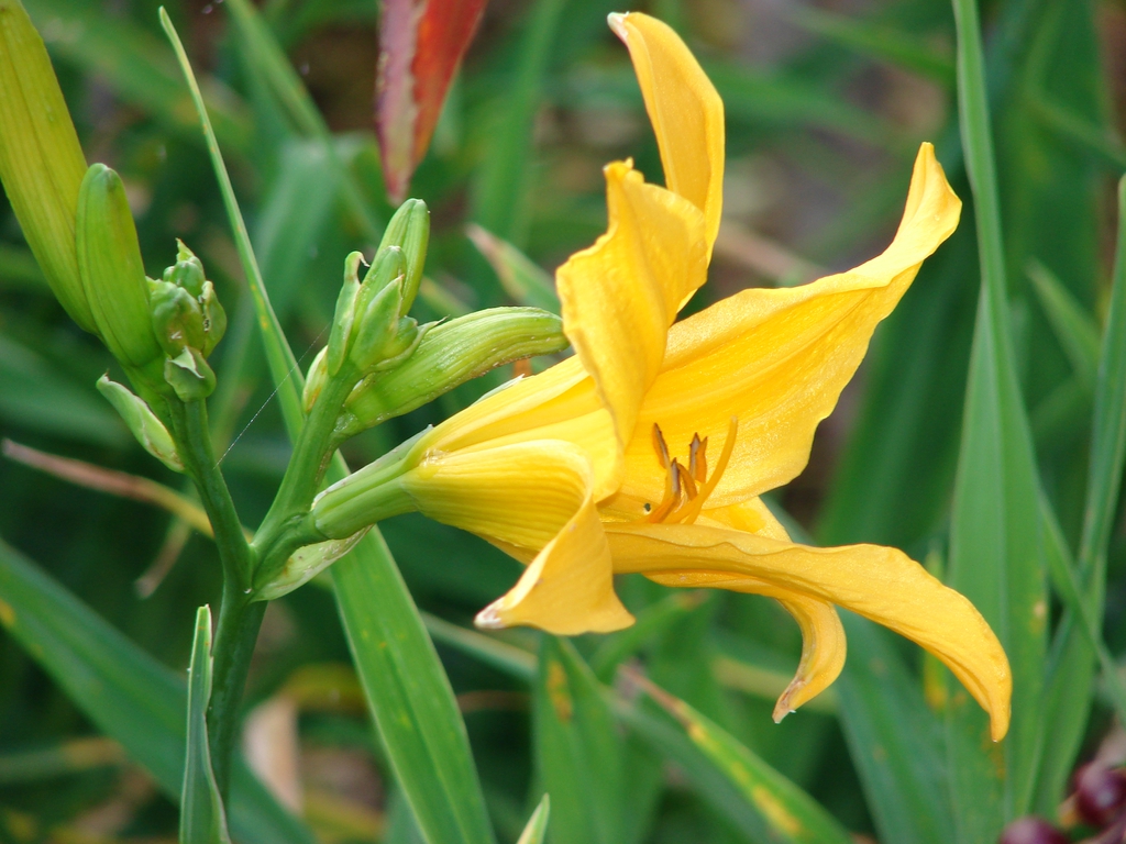 Hemerocallis (Hemerocallis spp)