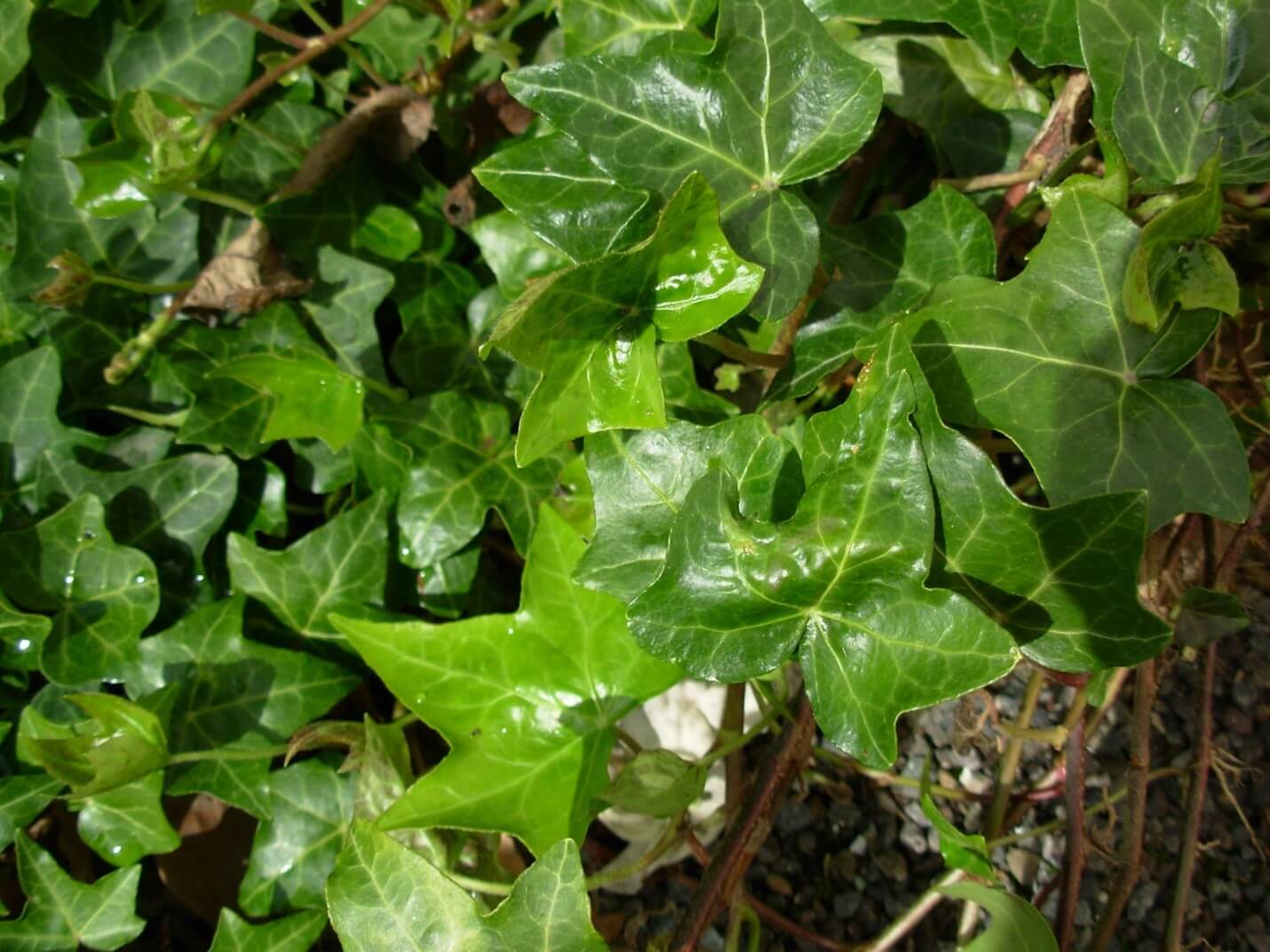 Himalayan Ivy