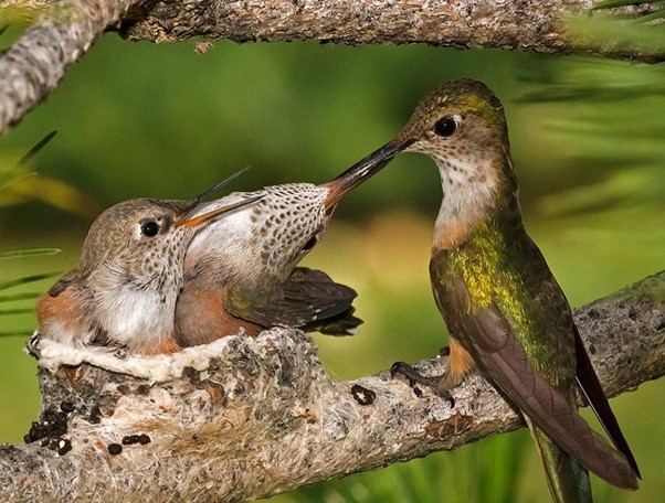 How a Mother Hummingbird Cares for Her Babies