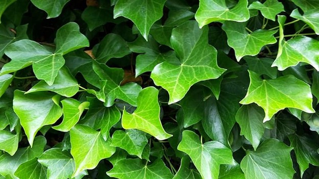 Irish Ivy Plant