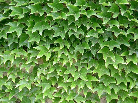 Japanese Ivy Vine