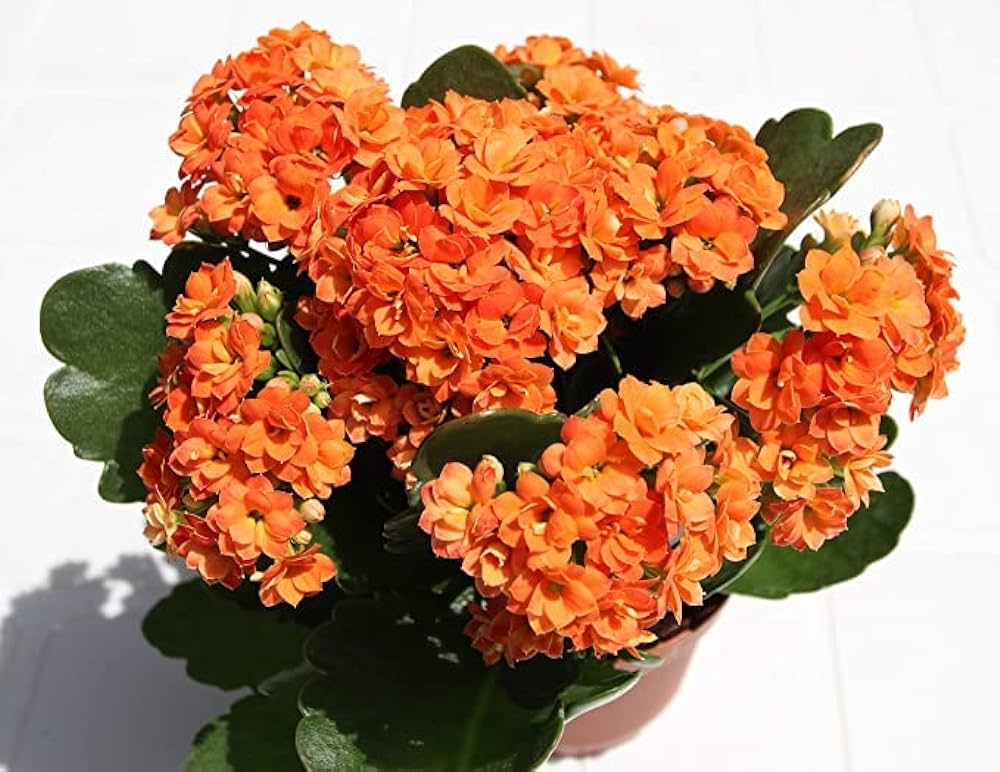 Kalanchoe (Kalanchoe blossfeldiana)