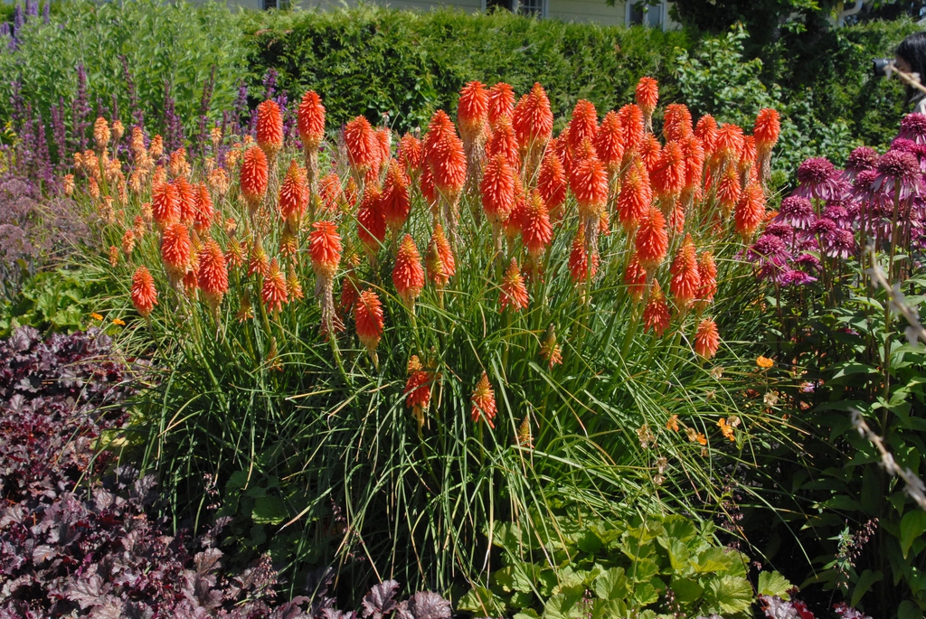 Kniphofia (Kniphofia uvaria)