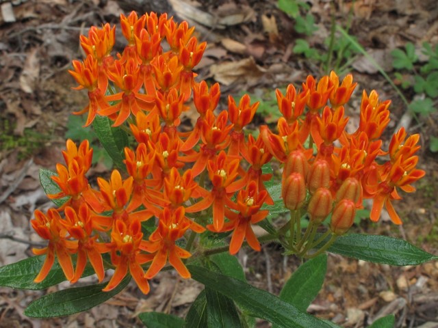 Milkweed (Asclepias spp)