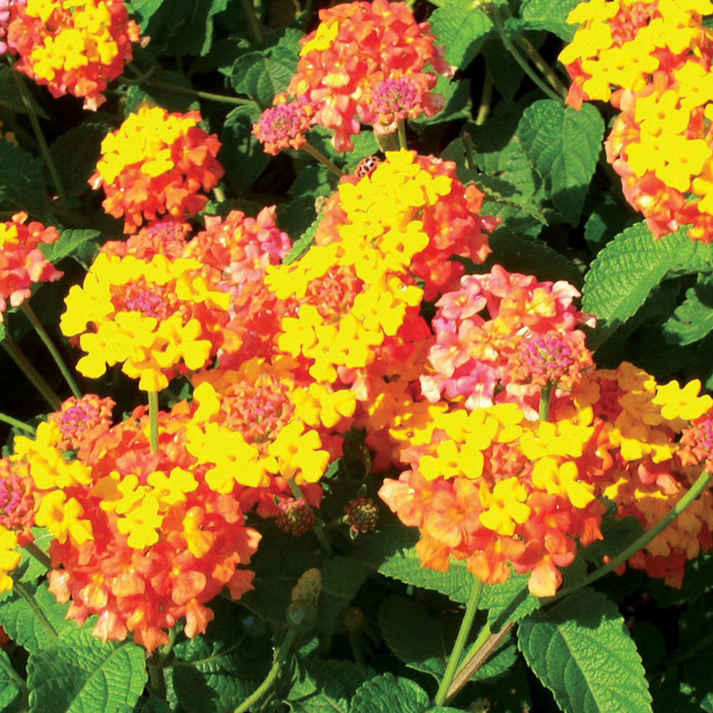 Miss Huff Lantana (Lantana camara 'Miss Huff')