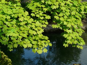 Norway Maple Tree