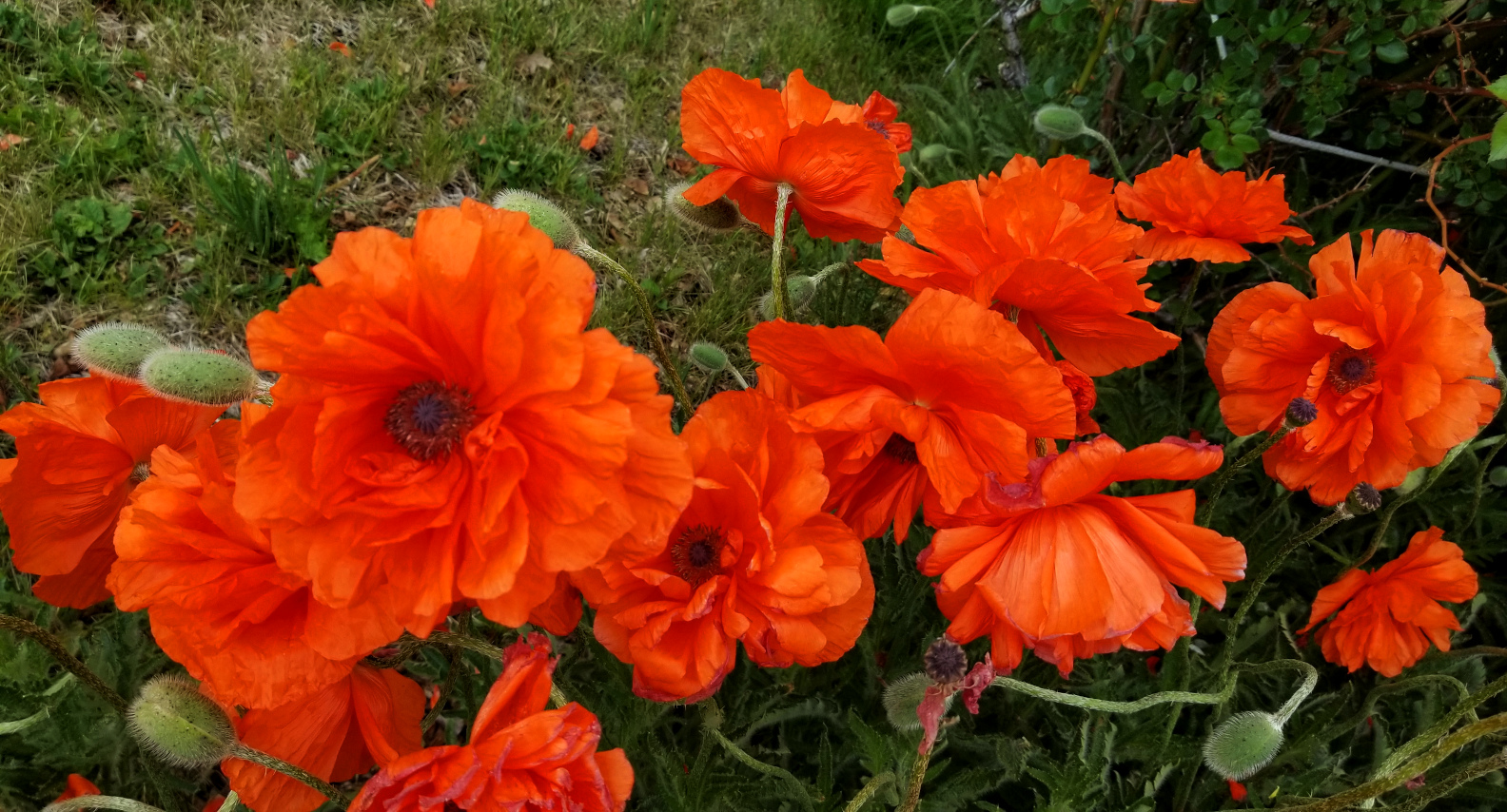 Poppy (Papaver spp)