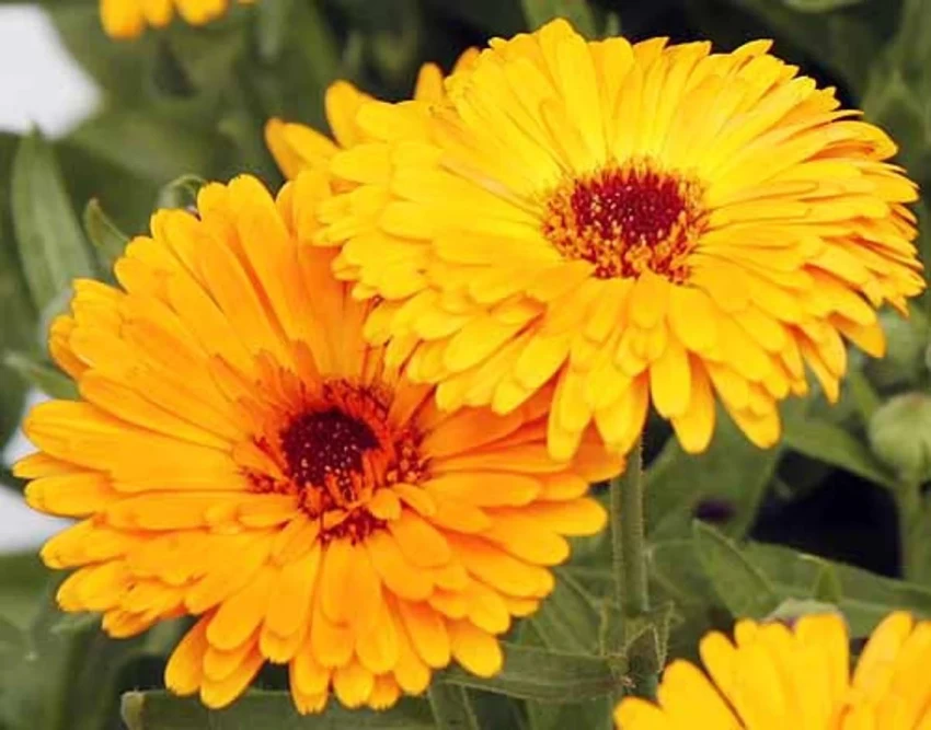 Pot Marigold (Calendula officinalis)