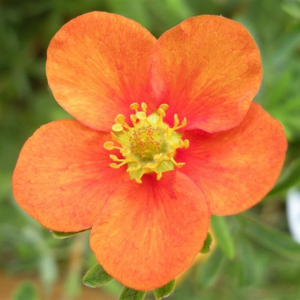 Potentilla (Potentilla spp)