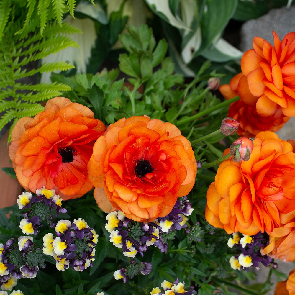 Ranunculus Asiaticus'Elegance Orange' (Ranunculus asiaticus)