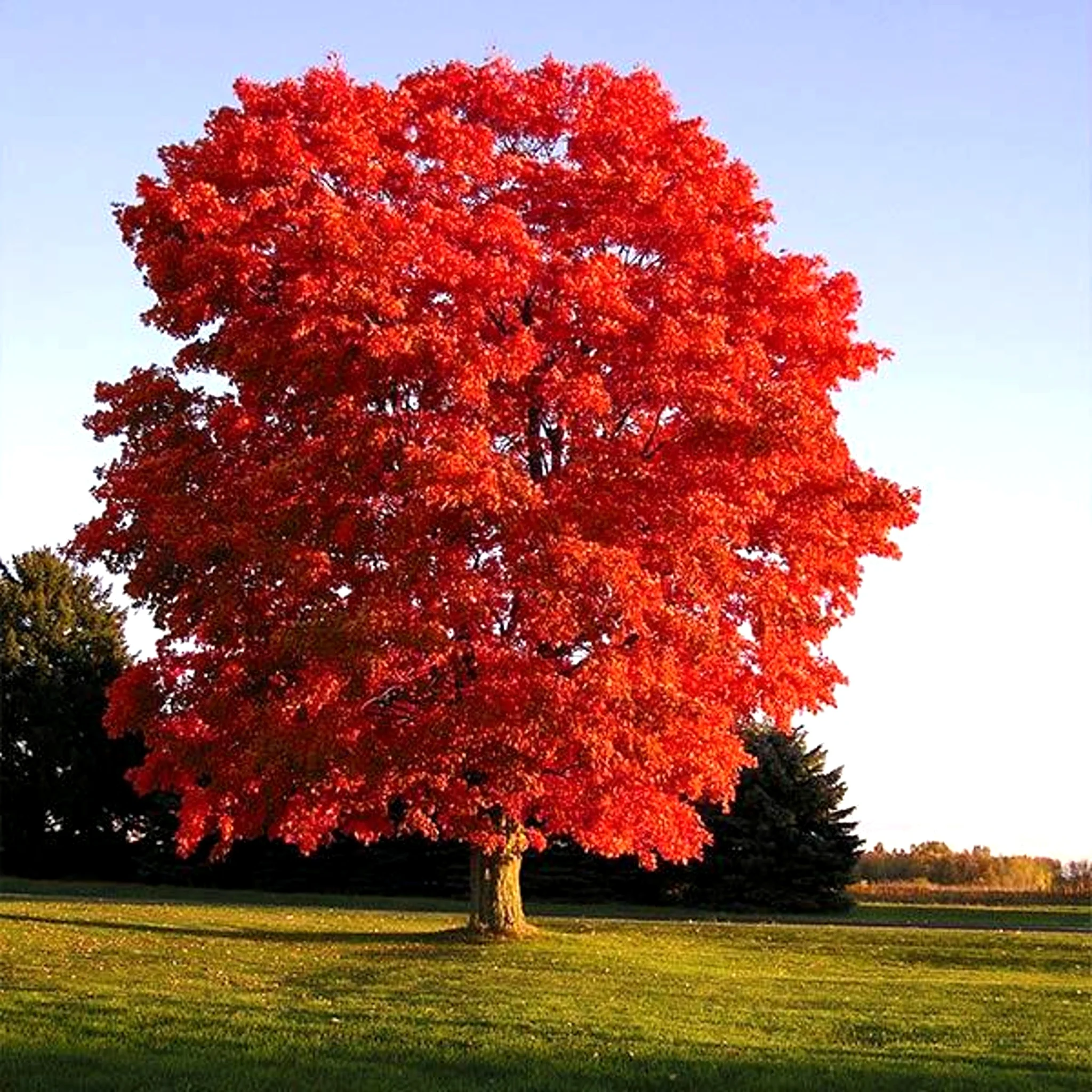Red Maple