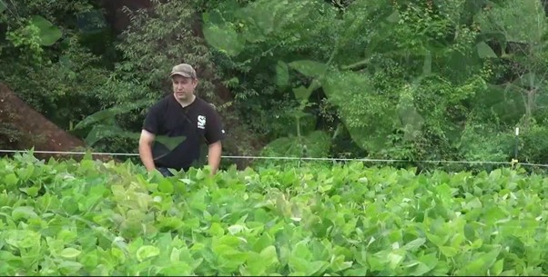 Soybeans and Peas