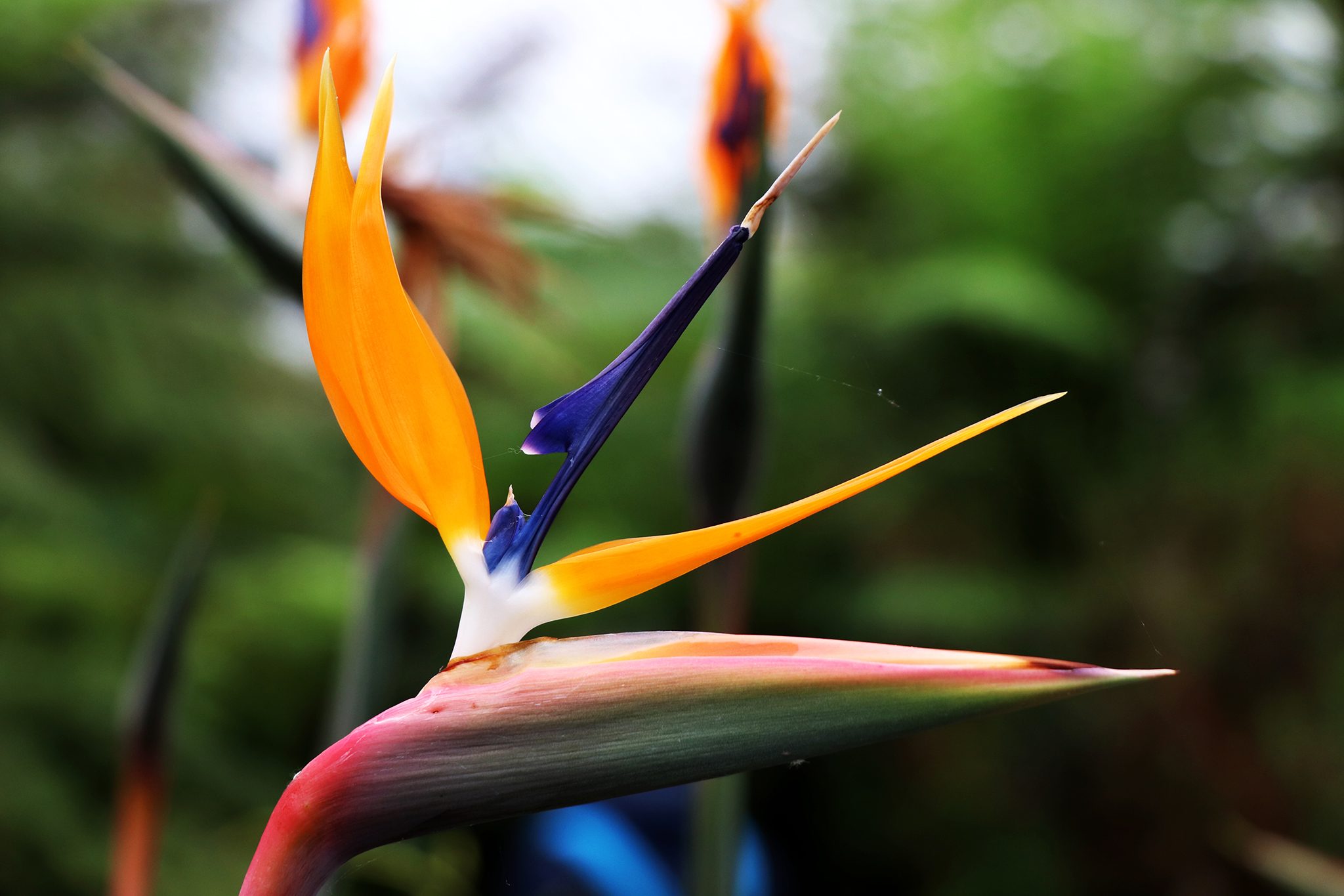 Strelitzia (Strelitzia reginae)