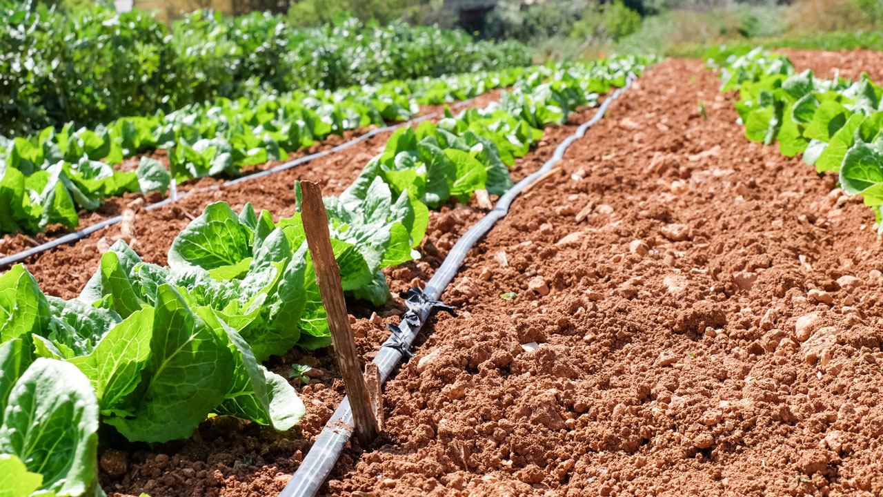 Suitable Irrigation Setup