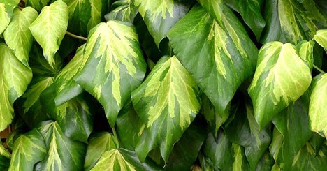 Sulphur Heart Ivy (Type of Persian Ivy)