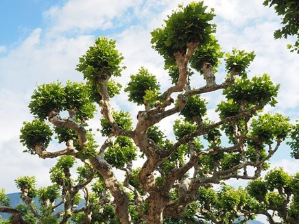 Sycamore Maple Tree
