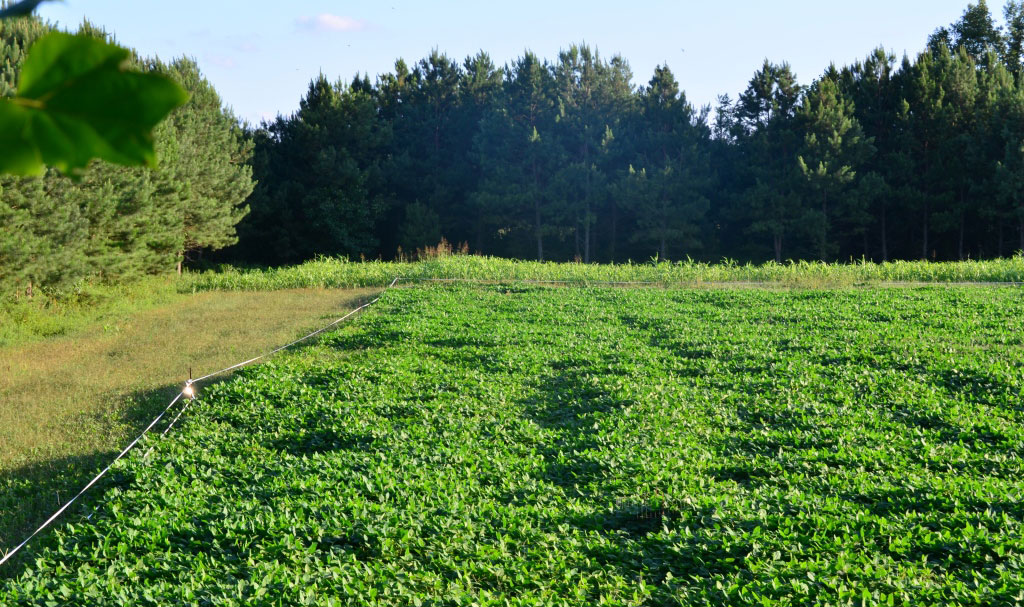 The Best 5 Food Plots to Plant This Year 