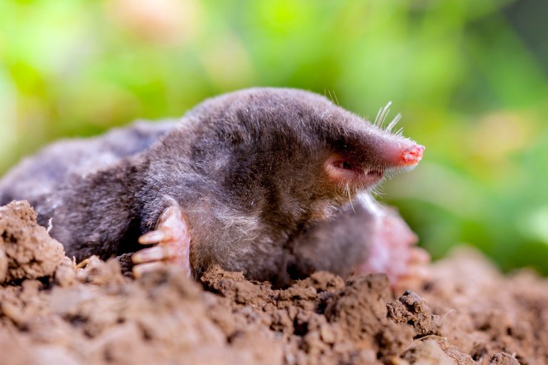 The Top Three Mole Traps - Pest Control Products 