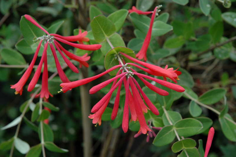 Trumpet Honeysuckle (Lonicera sempervirens)