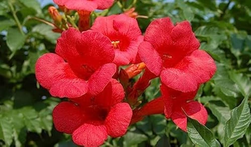 Trumpet Vines (Campsis radicans)