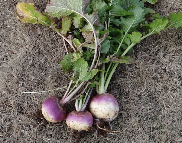 Turnips