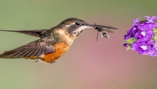 What Do Baby Hummingbirds Eat