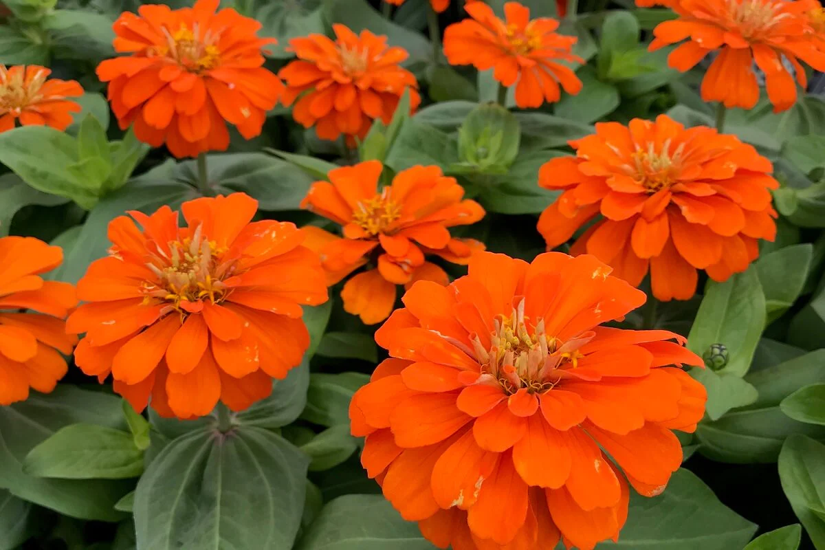 Zinnia (Zinnia spp)