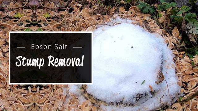 how to stop tree stumps from sprouting: Epsom salt method