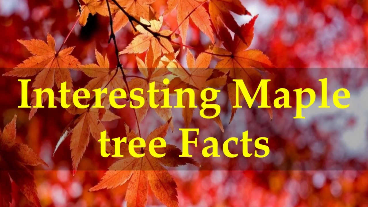 Maple Tree Facts