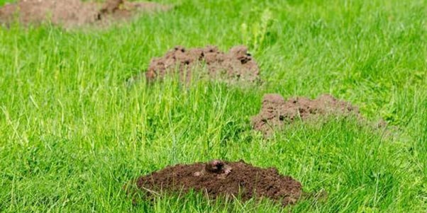 mole traps