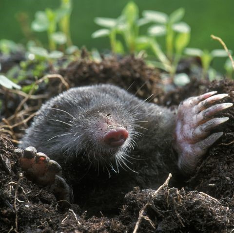 moles