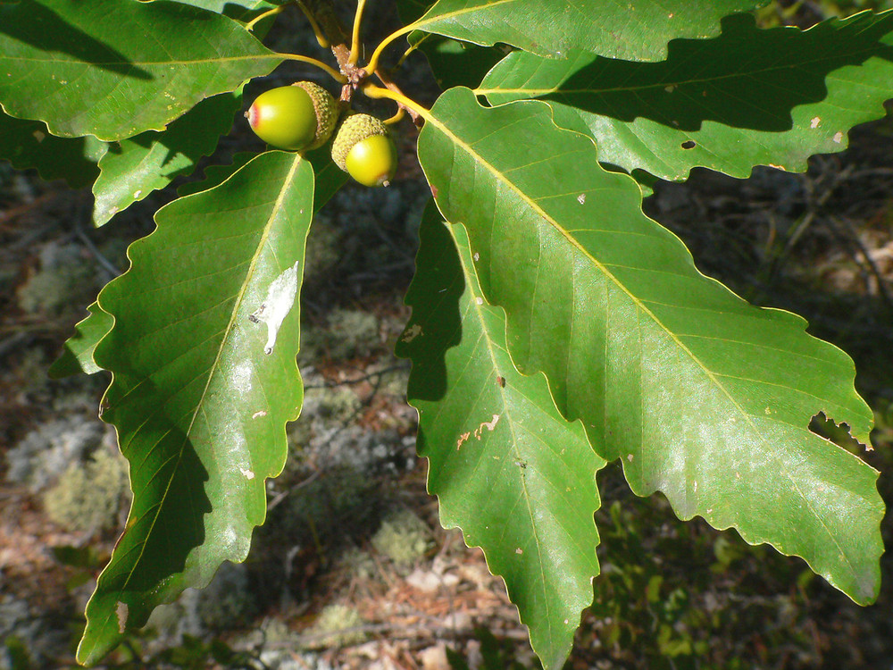 chestnut oak tree