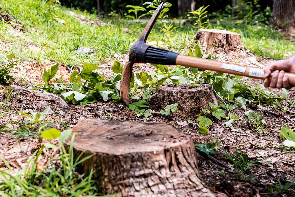 how to stop tree stumps from sprouting: Manual method
