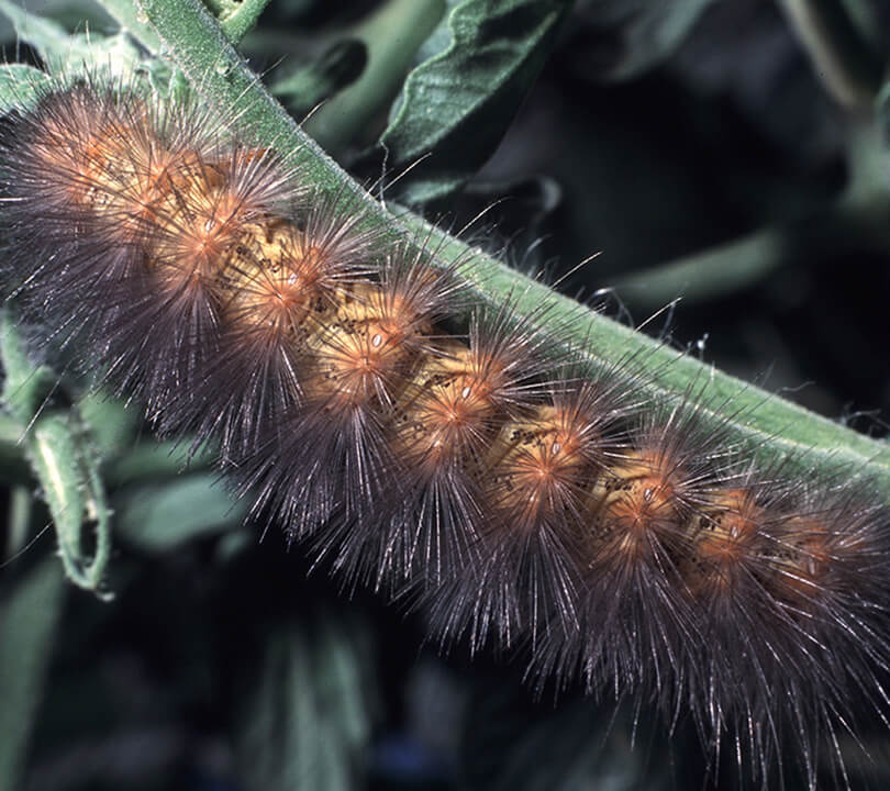Salt Marsh Caterpillar