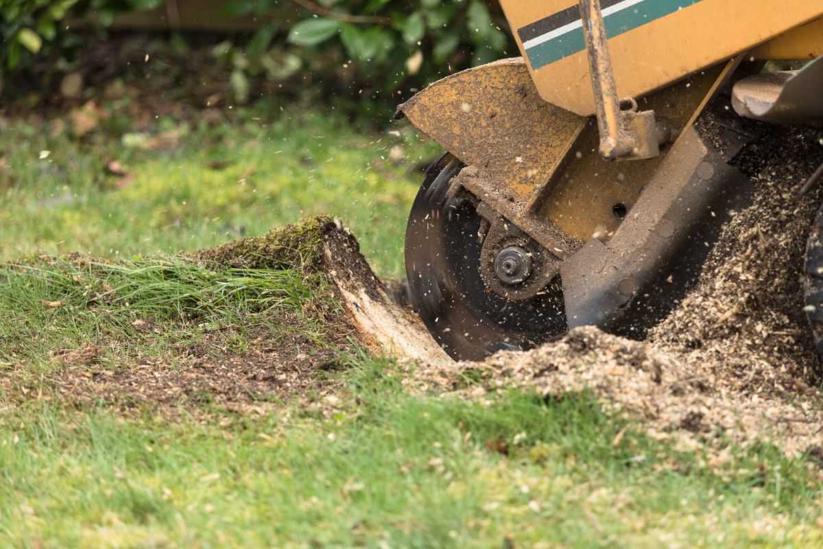 how to stop tree stumps from sprouting: Grinder method
