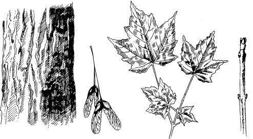 Maple Tree Identification