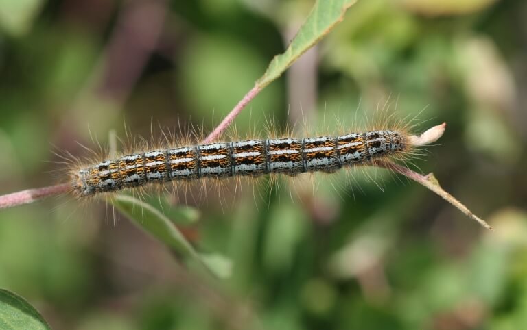 Western Tent Caterpillar