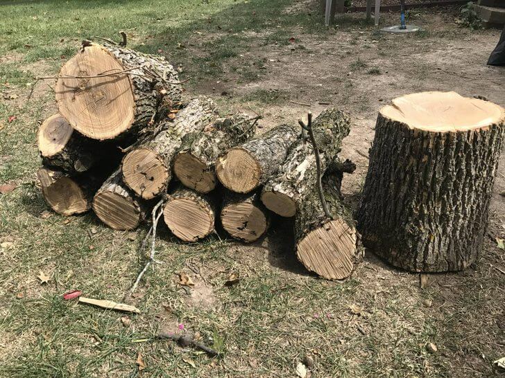 Hickory Tree Wood