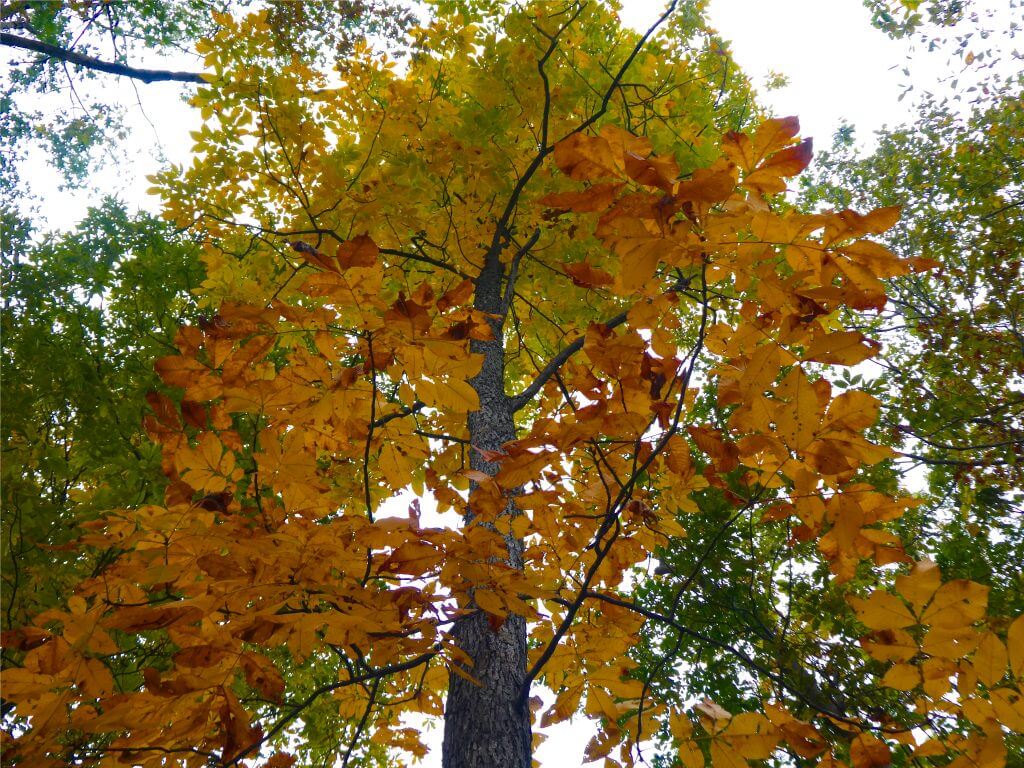 Where Do Hickory Trees Grow?