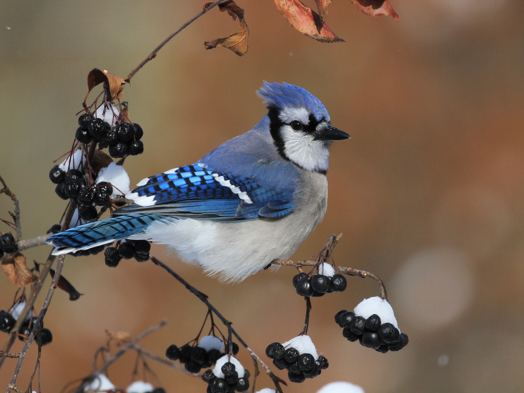 Bluejay