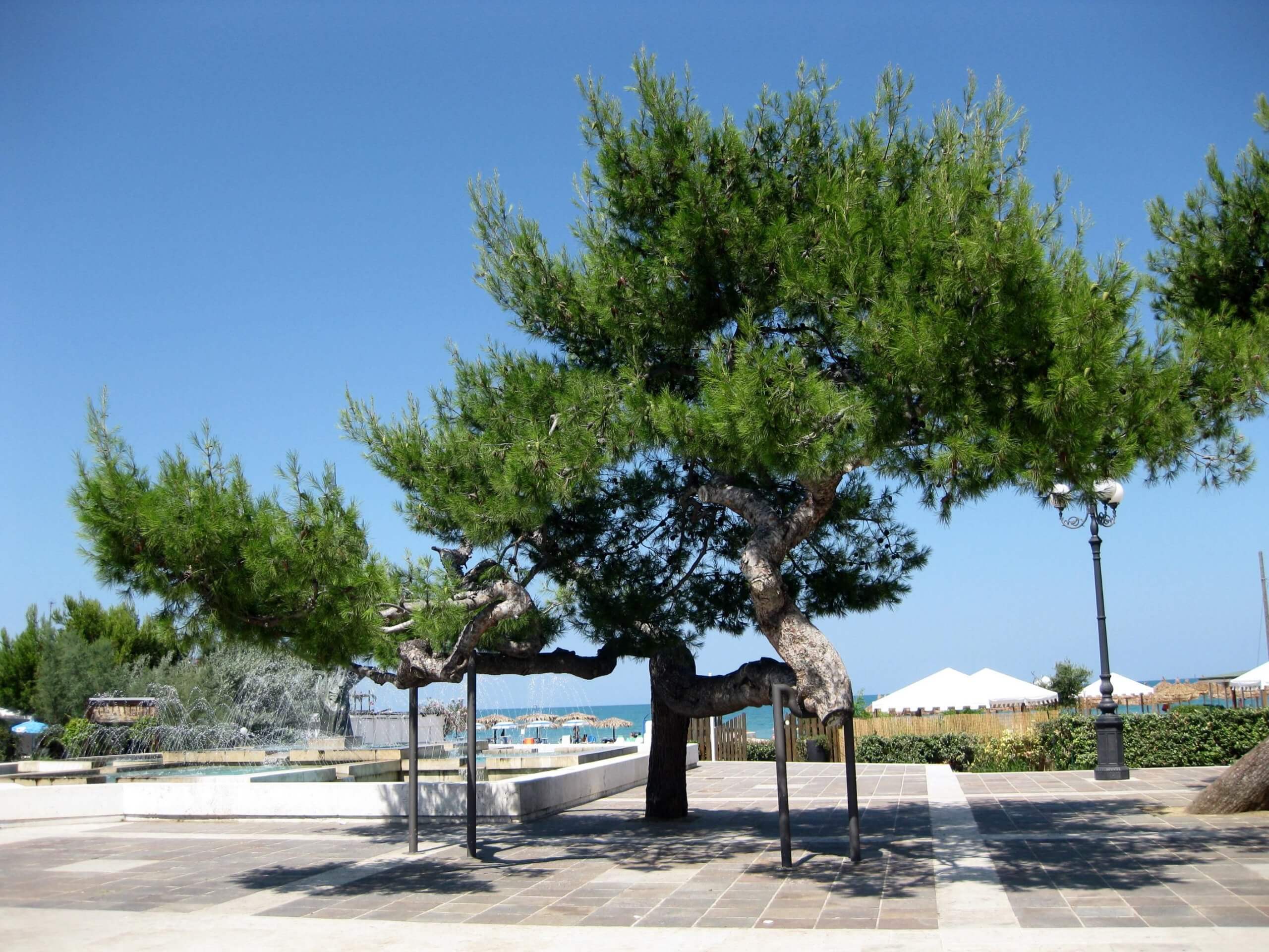 Aleppo Pine