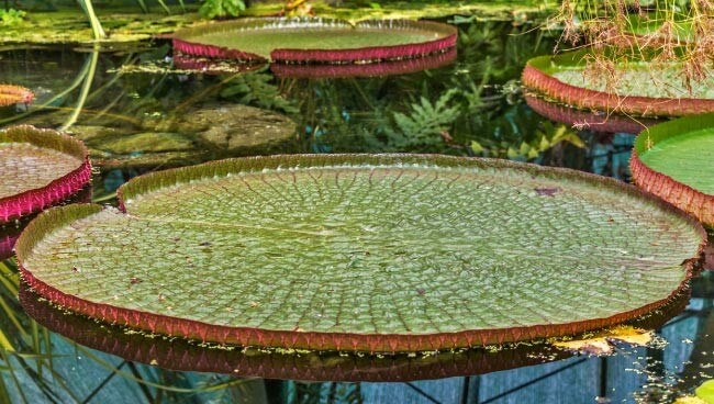 Amazon water lily