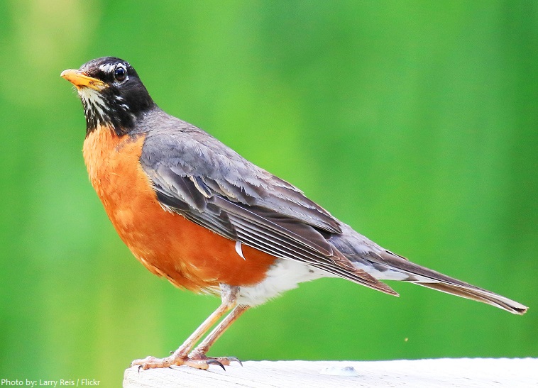 American Robin