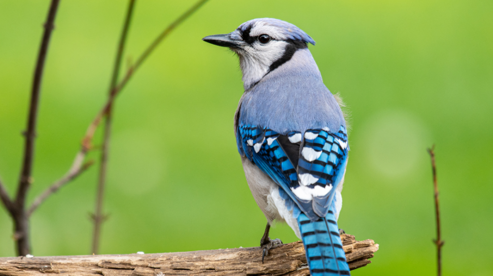 Bluejay